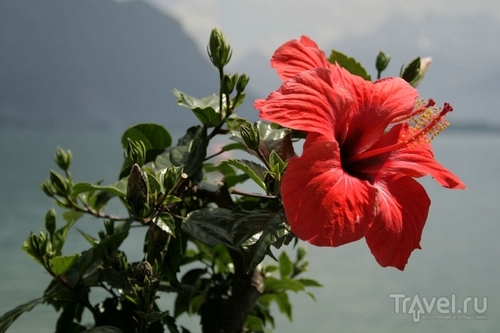 Цветок в Швейцарии / Фото из Швейцарии