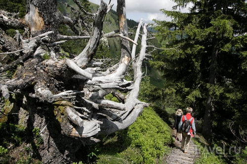Тропинка в швейцарских горах / Фото из Швейцарии