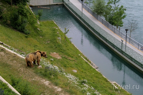 Медведь в Берне / Фото из Швейцарии