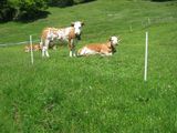 Швейцарские коровы / Швейцария