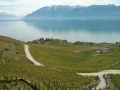 Прогулка по виноградникам Лаво - один из лучших пеших маршрутов Женевского озера.
