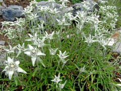 Edelweiss Leontopodium alpinum 'Compactum'.